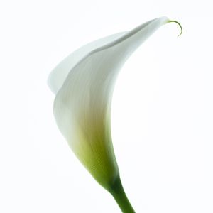 wkl 01 Wilhelm Kleinoder   Calla